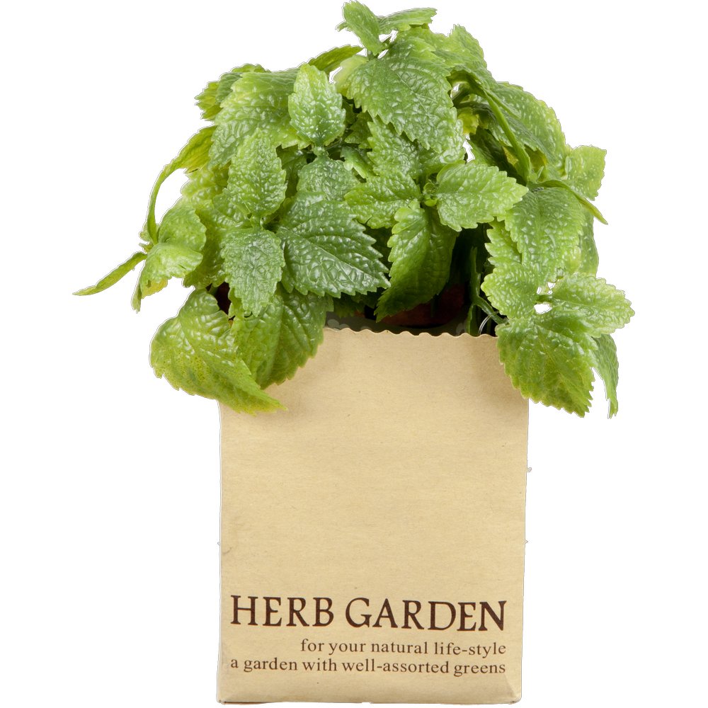 Minze in Paperbag, 14 cm