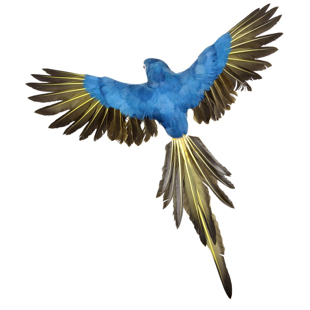 Papagei fliegend blau, 60 cm