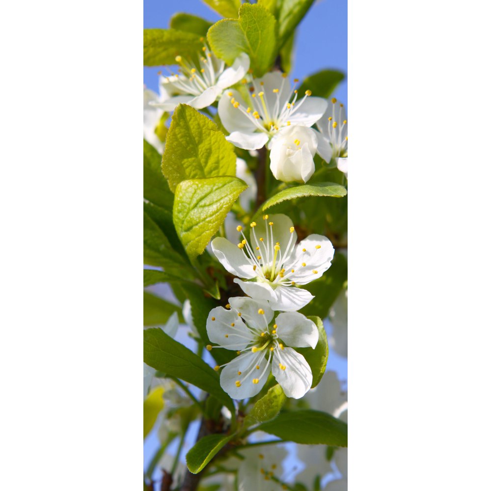 Banner Blütenzweig, 75 x 180 cm