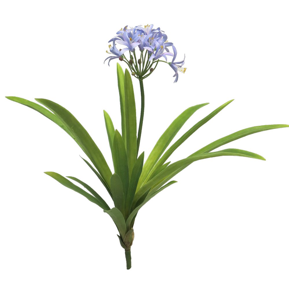 Agapanthus Pflanze blau, 60 cm