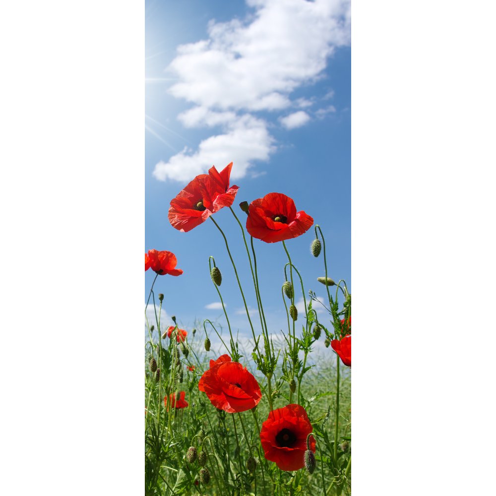 Banner Mohnblumenfeld, 75 x 180 cm