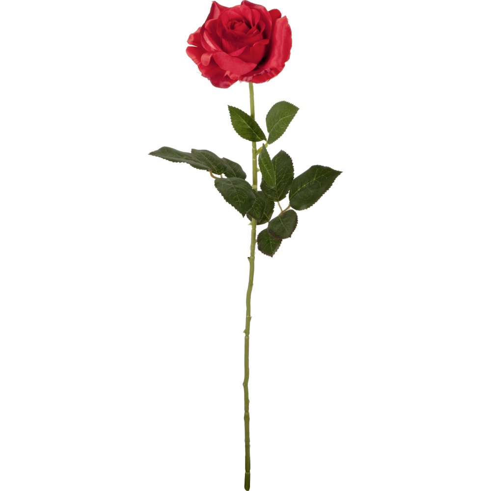 Rose Edel x1 am Stiel grün-rot 70 cm