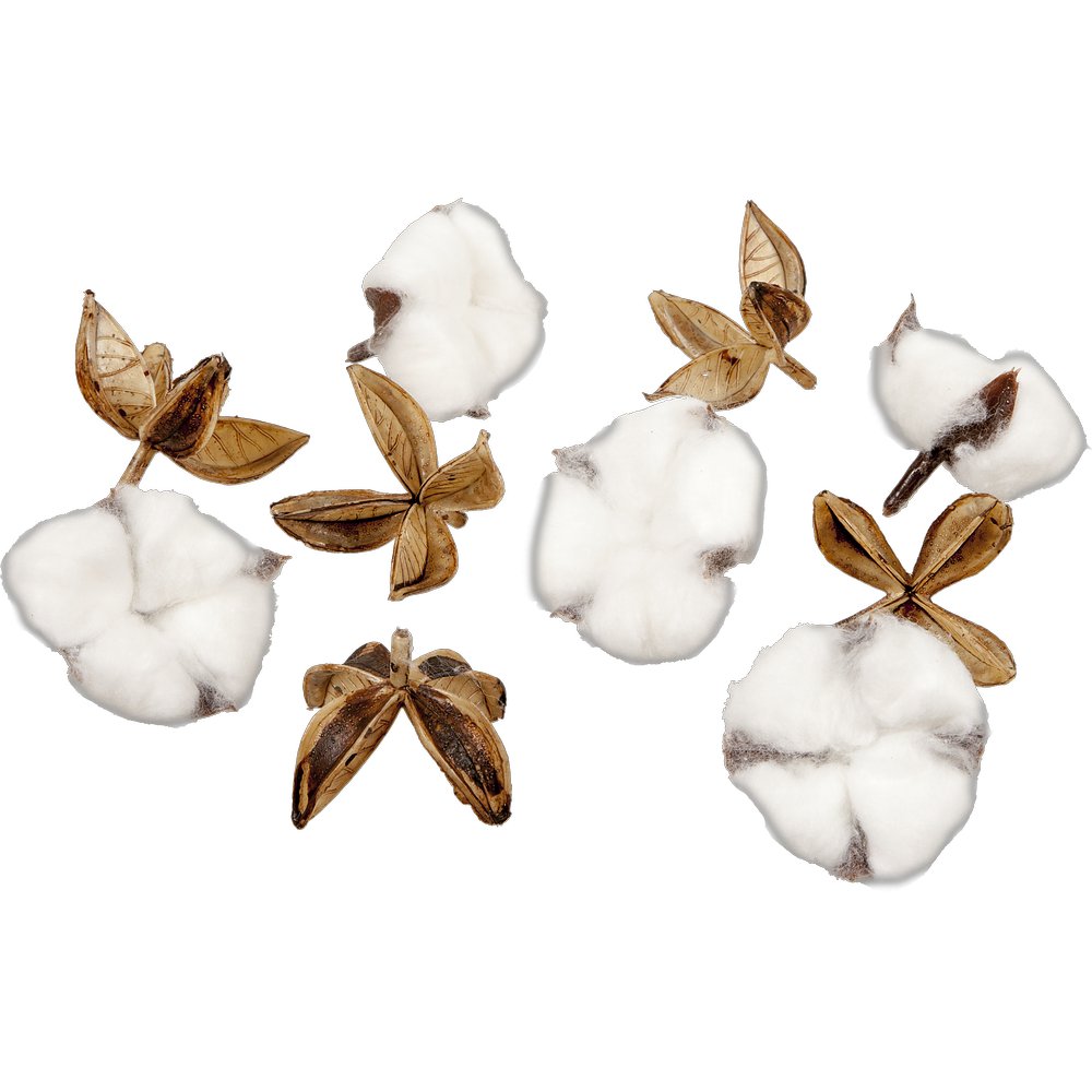 Baumwollblüten/Dolde je 5x braun/weiß, Ø 5,5 cm