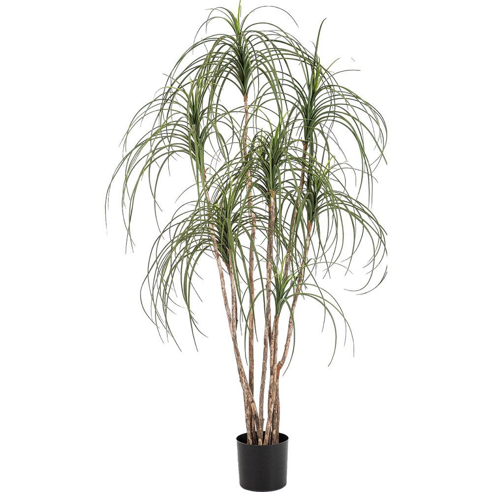 Baum Pony Tail Nitida grün/braun,H 150 cm