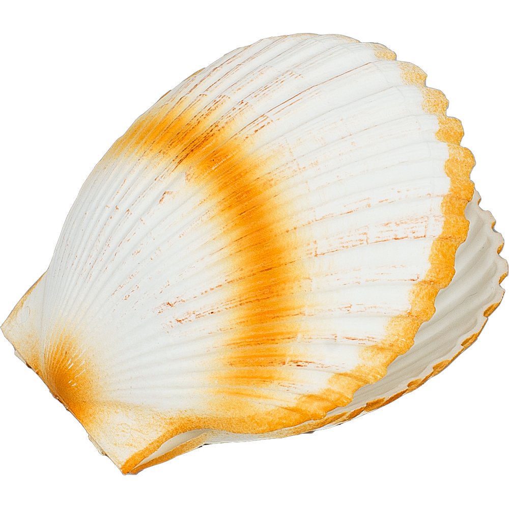 Doppelmuschel Kunststoff hell, Ø 15 cm
