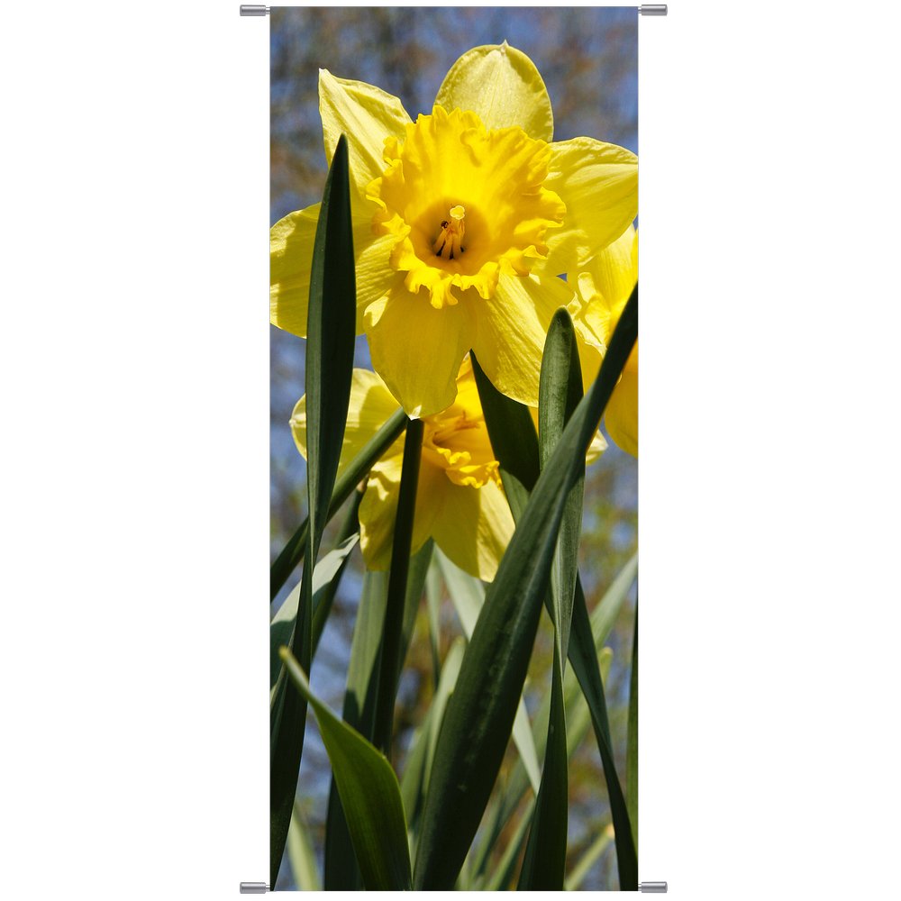 Banner Narzisse, 75 x 180 cm