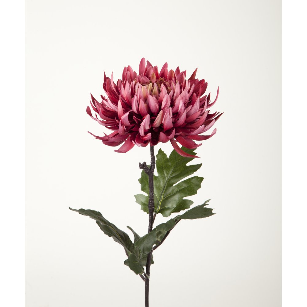 Chrysantheme Elegance burgund, 60 cm, Ø 18 cm