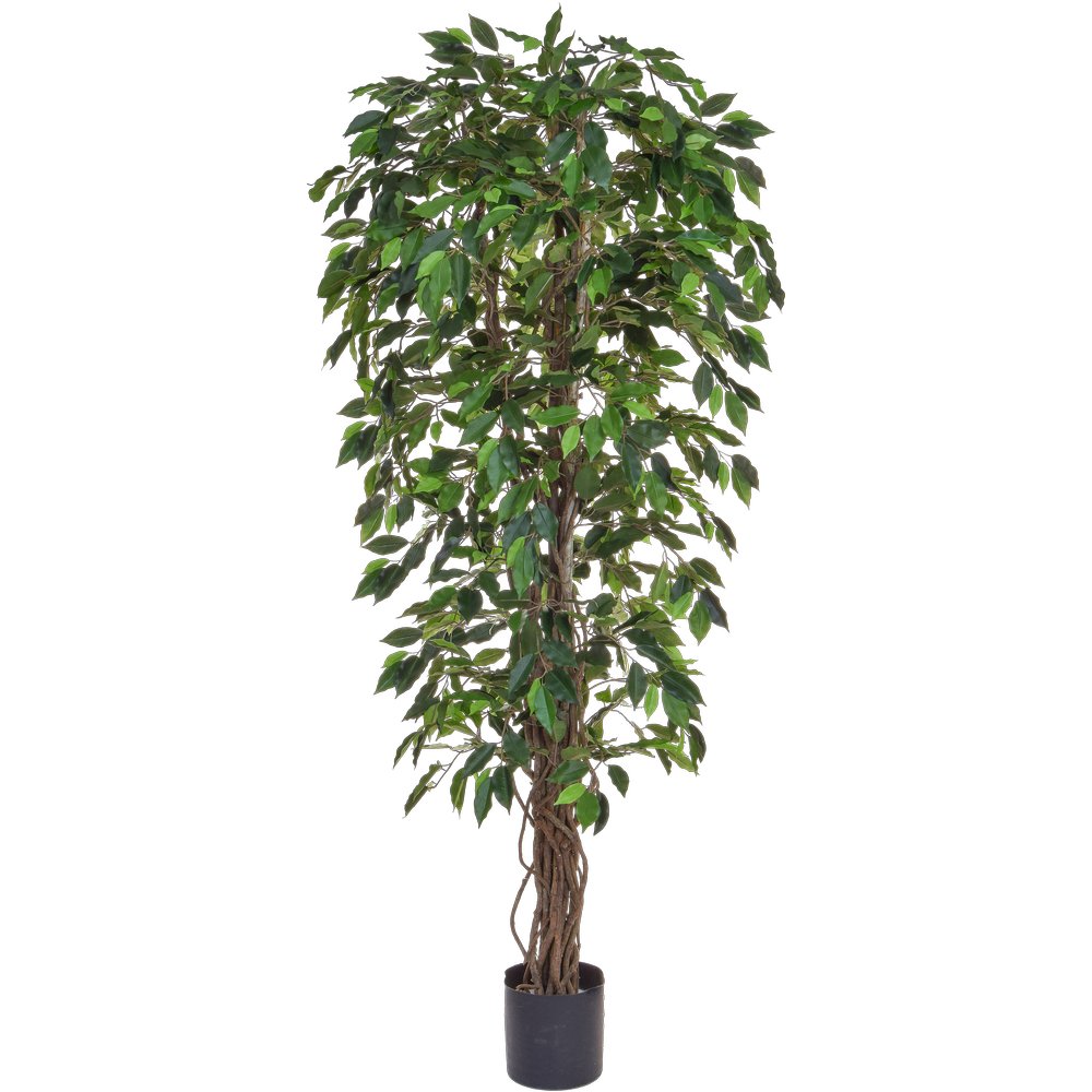 Ficus Benjamini getopft B1 grün, 180 cm