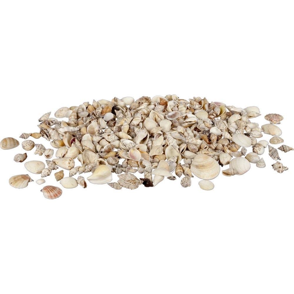 Muscheln echt gemischt im Netz, 2 kg, 4-8 cm