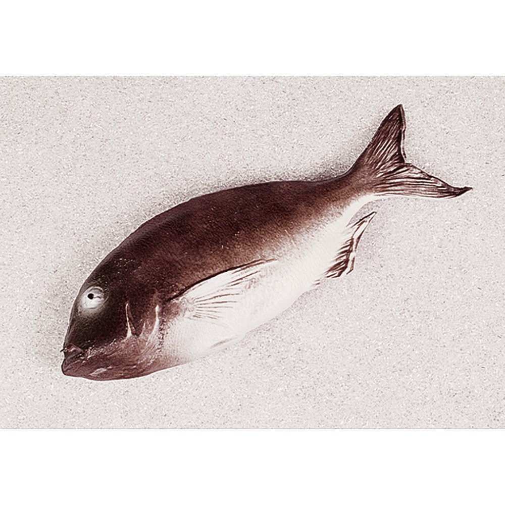 Barsch Kunststoff, 36 x 13 cm