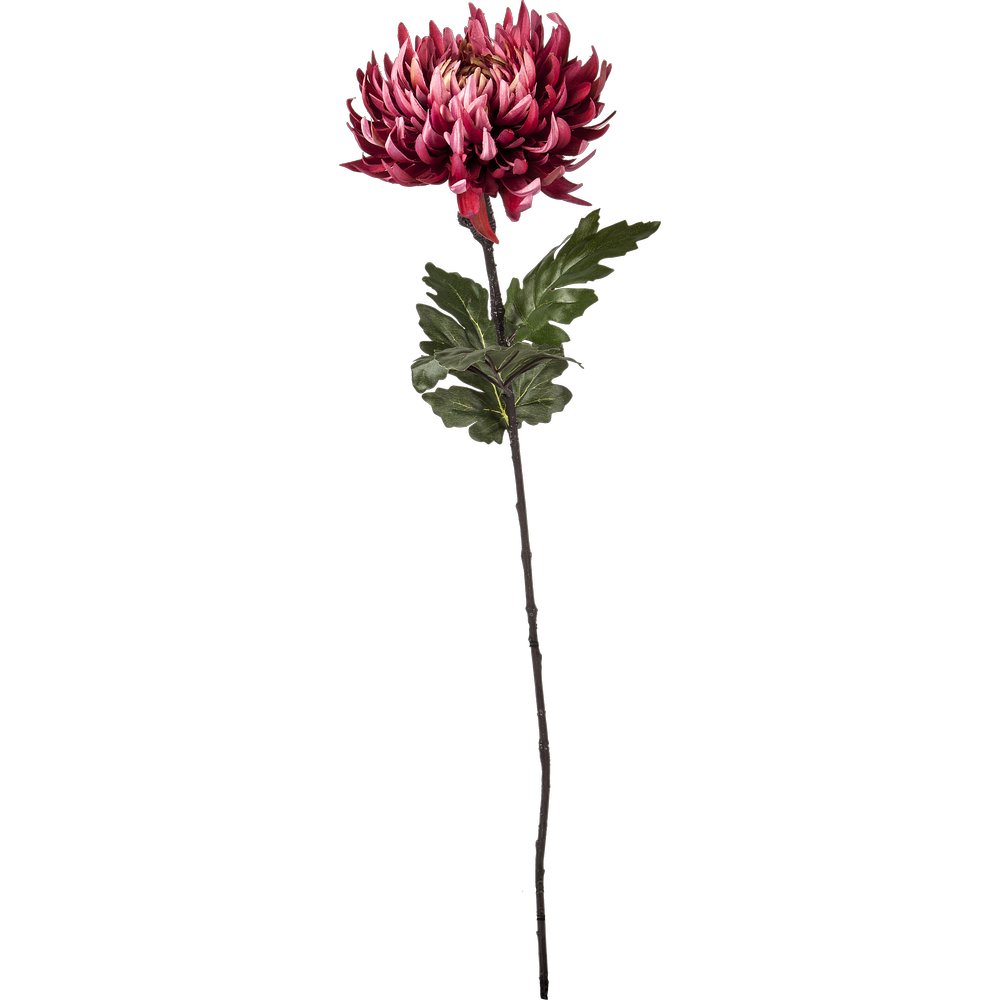Chrysantheme Elegance burgund, 60 cm, Ø 18 cm