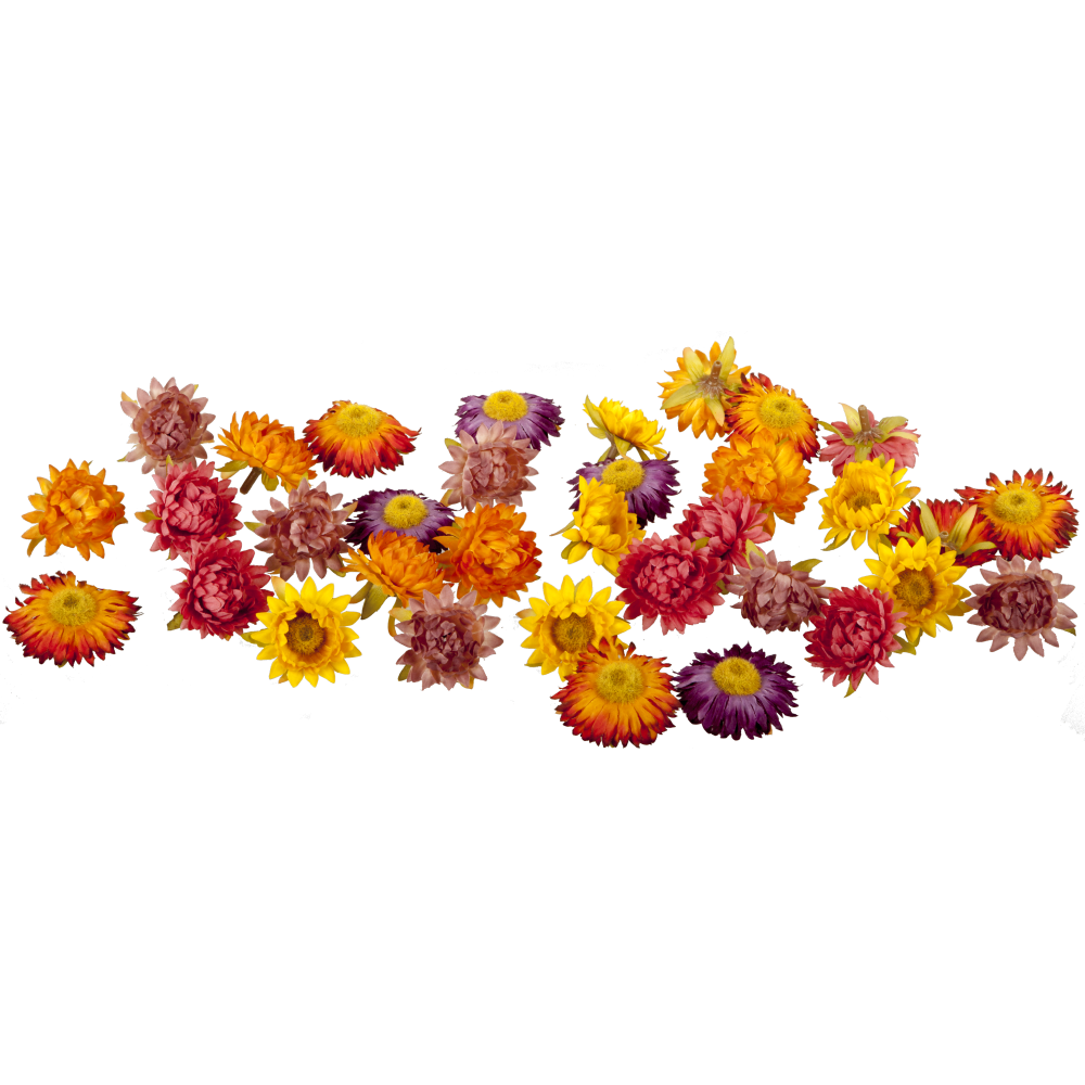 Strohblumen Blüten x36 Beutel herbstbunt mix, 36 Stück Ø5 cm