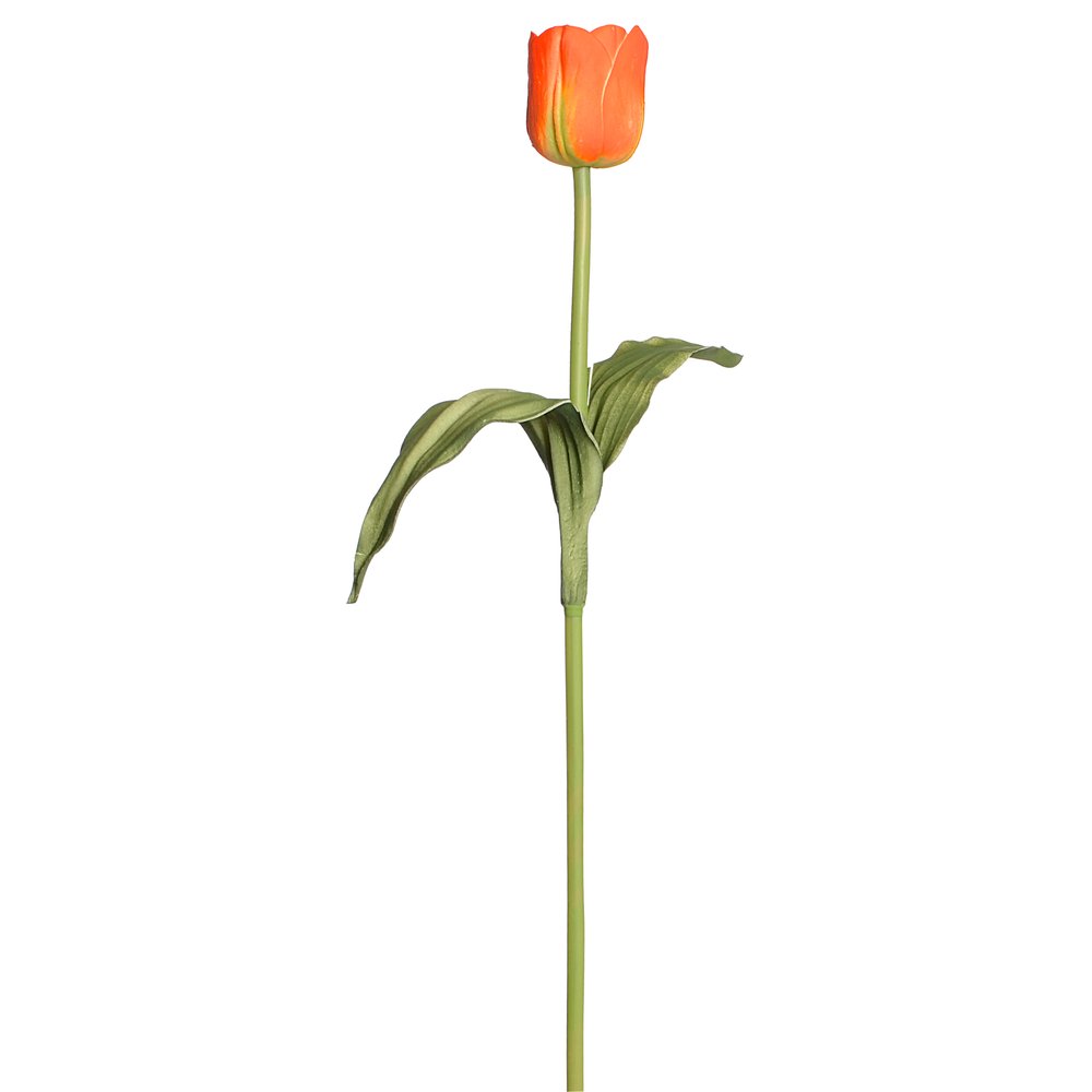 Tulpe natural orange, 67 cm