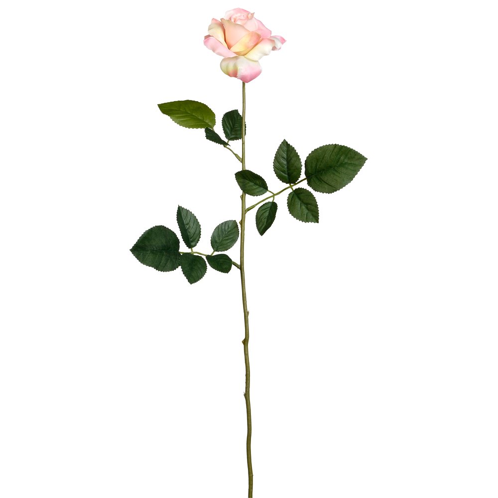 Rose Luxor rose, Ø 10 x 70 cm