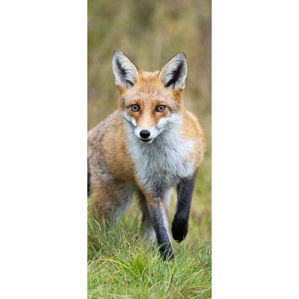 Banner Fuchs natur, 75 x 180 cm