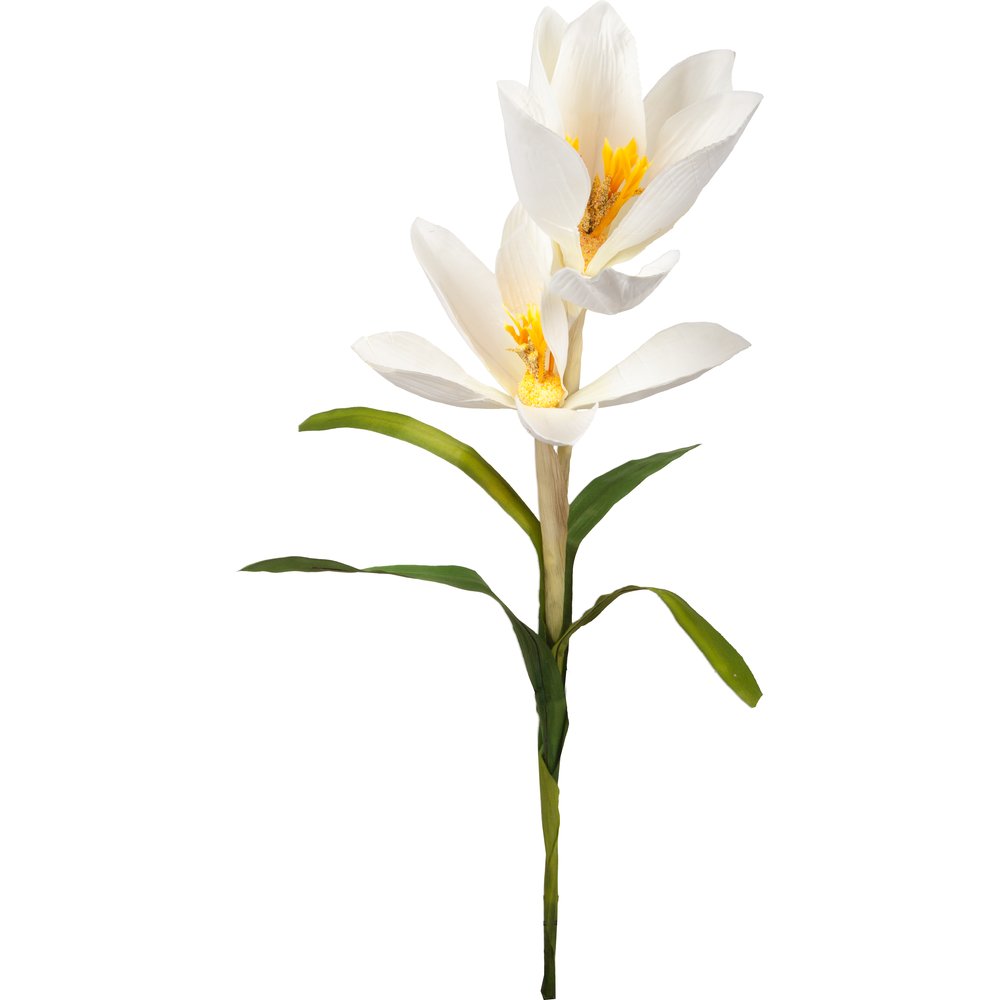 Krokus x2 XL weiß,B35 x H90 cm