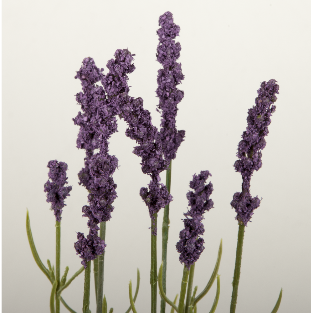 Lavendel x9 in weißem Topf lila/grün, Ø 9,5 x H 35 cm
