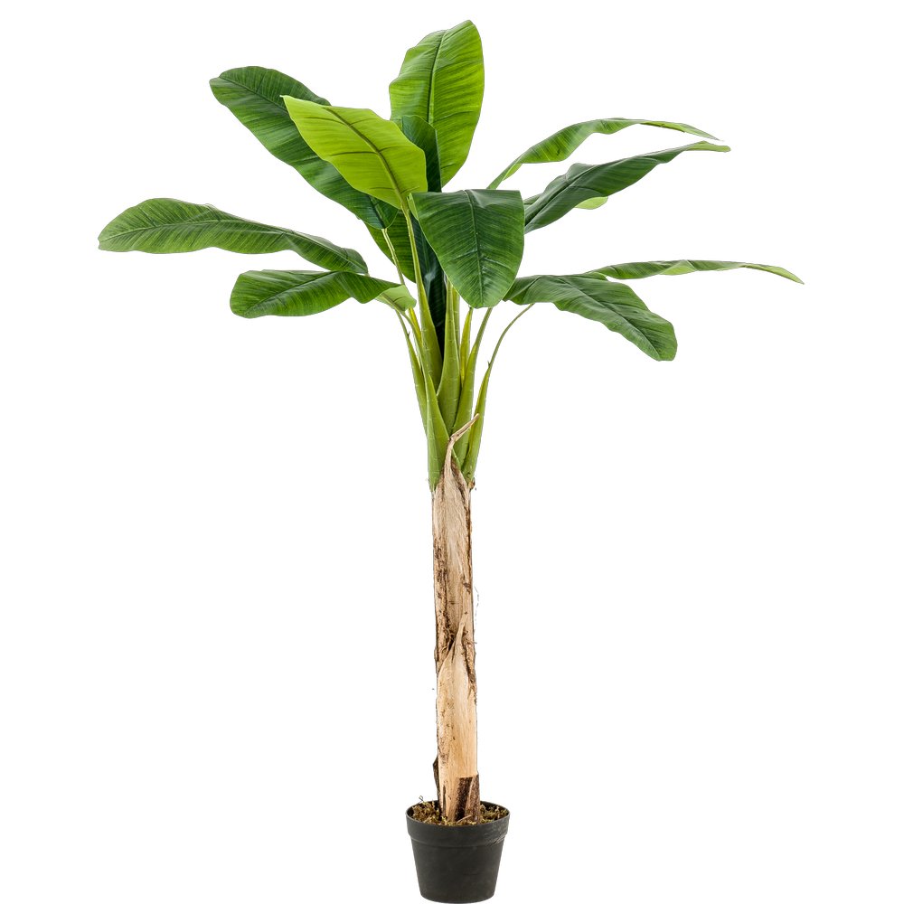 Bananenbaum 12-Blatt getopft, H 150 cm