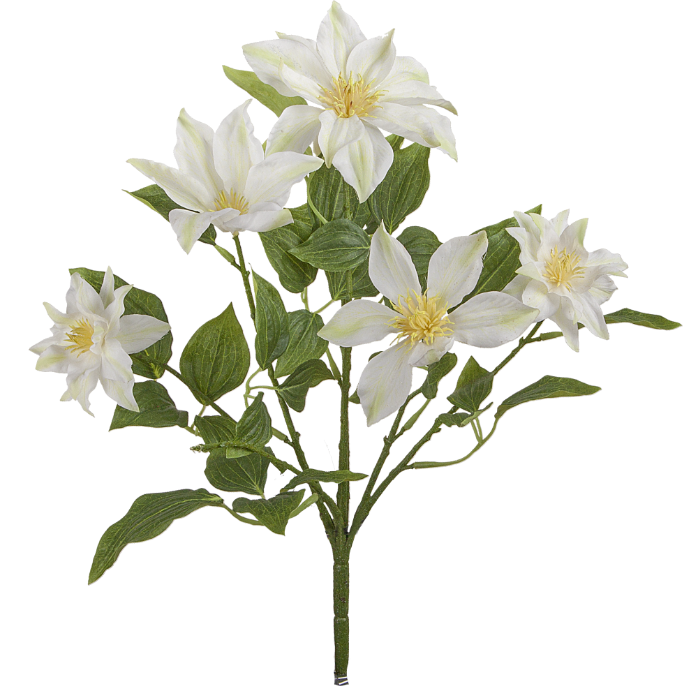 Clematis Busch grün/weiß, Ø 30 x H 40 cm