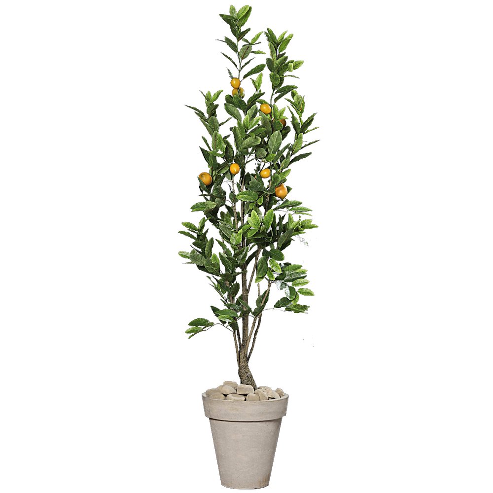 Zitronenbaum getopft, H 180 cm