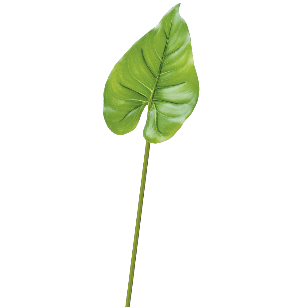 Callablatt grün, 45 cm