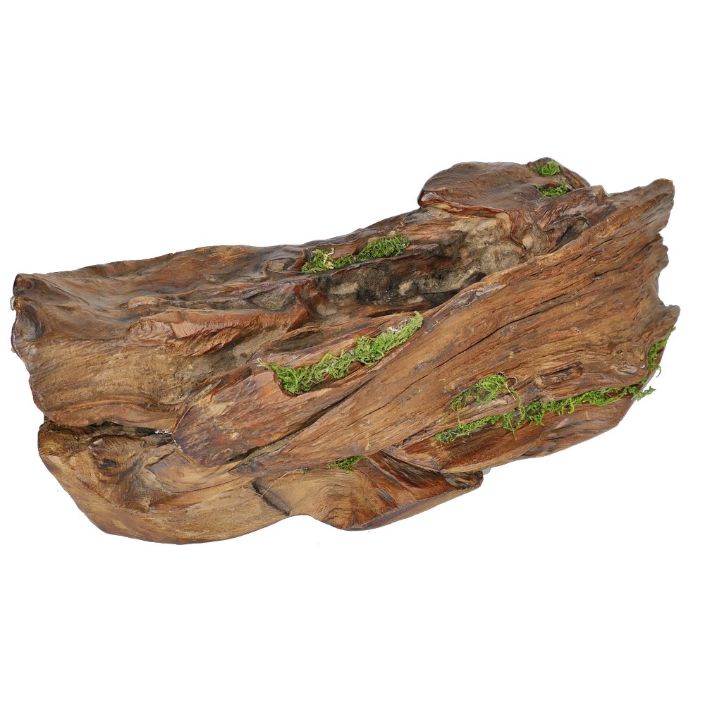 Stück Edelholz mit Moos, 39 cm