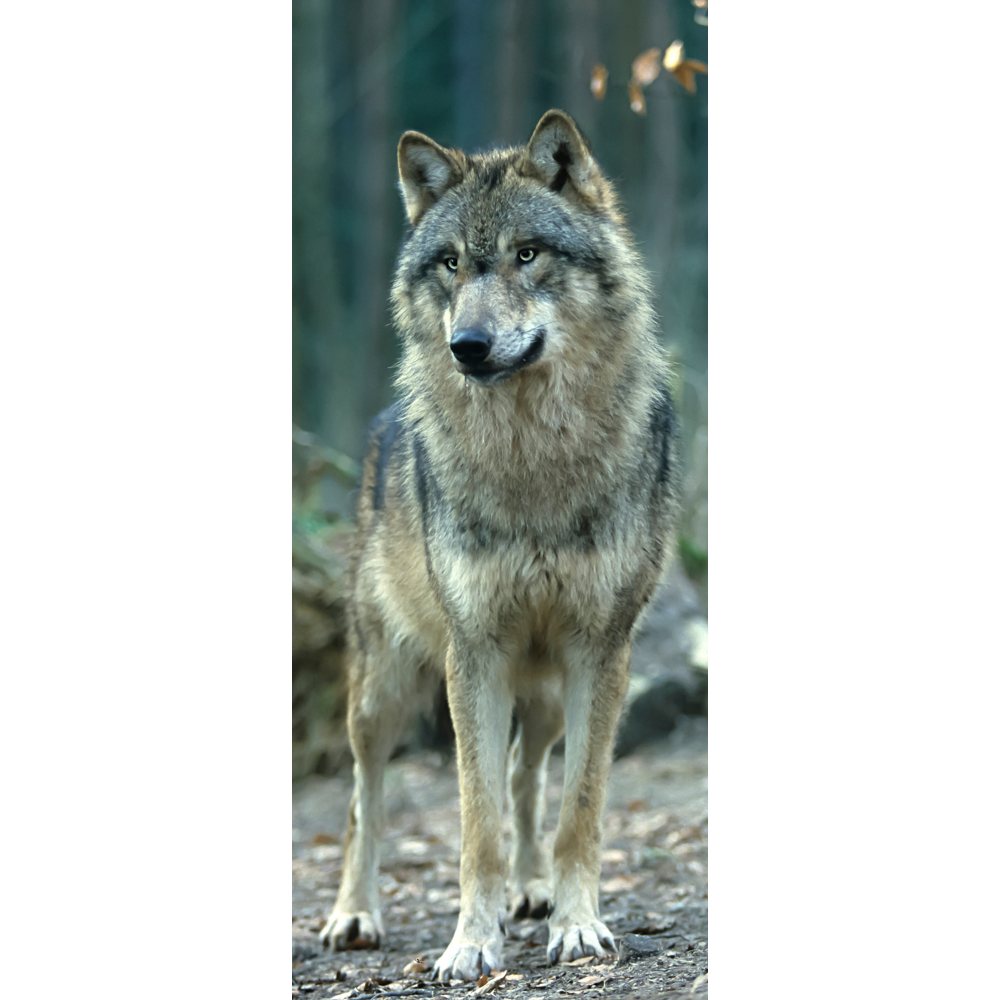 Banner Wolf natur,75 x 180 cm