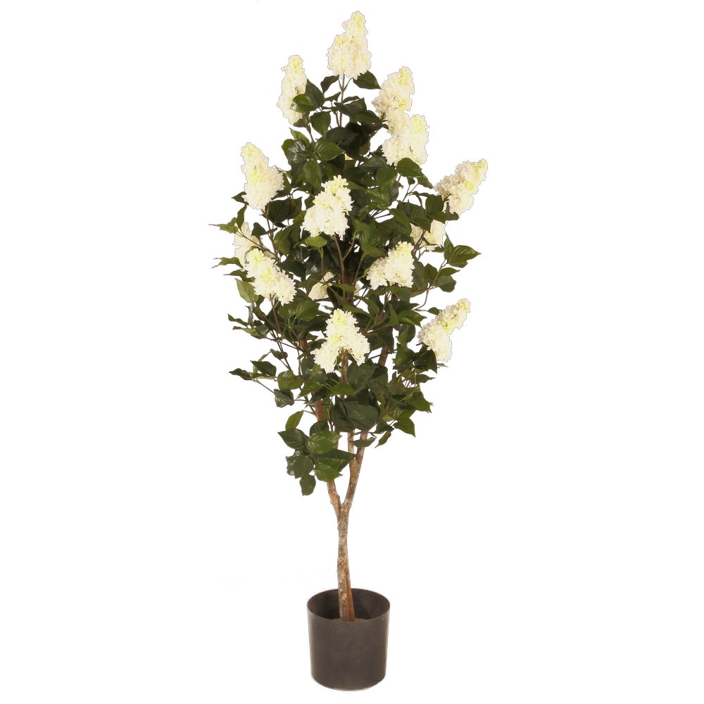 Fliederbaum, weiße Blüten, 150 cm