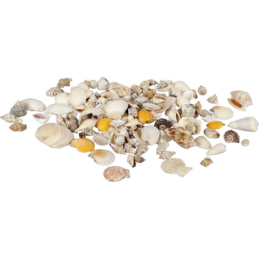 Muscheln echt gemischt im Netz, 700 g, 4-8 cm