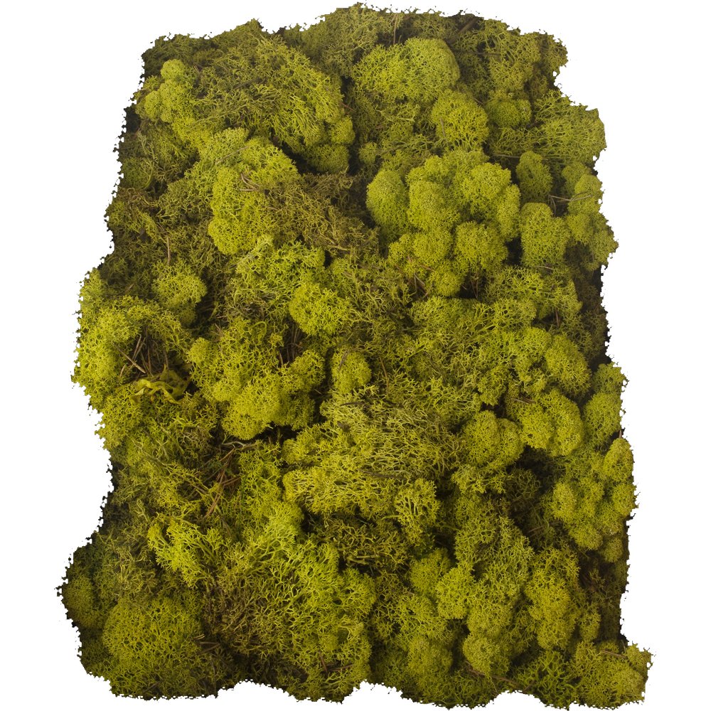 Moos in Box frühlingsgrün, 500 g