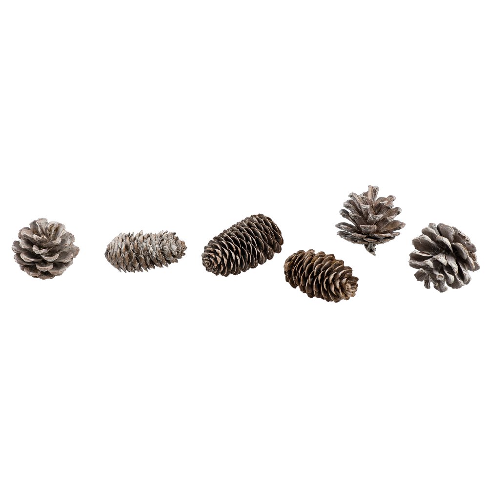 Tannenzapfen Mix im Beutel, natur-weiß, 20 Stück, 5-7 cm
