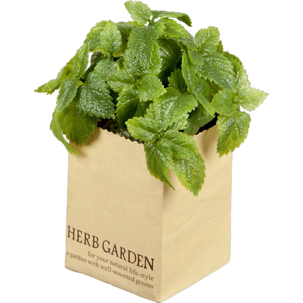 Minze in Paperbag, 14 cm