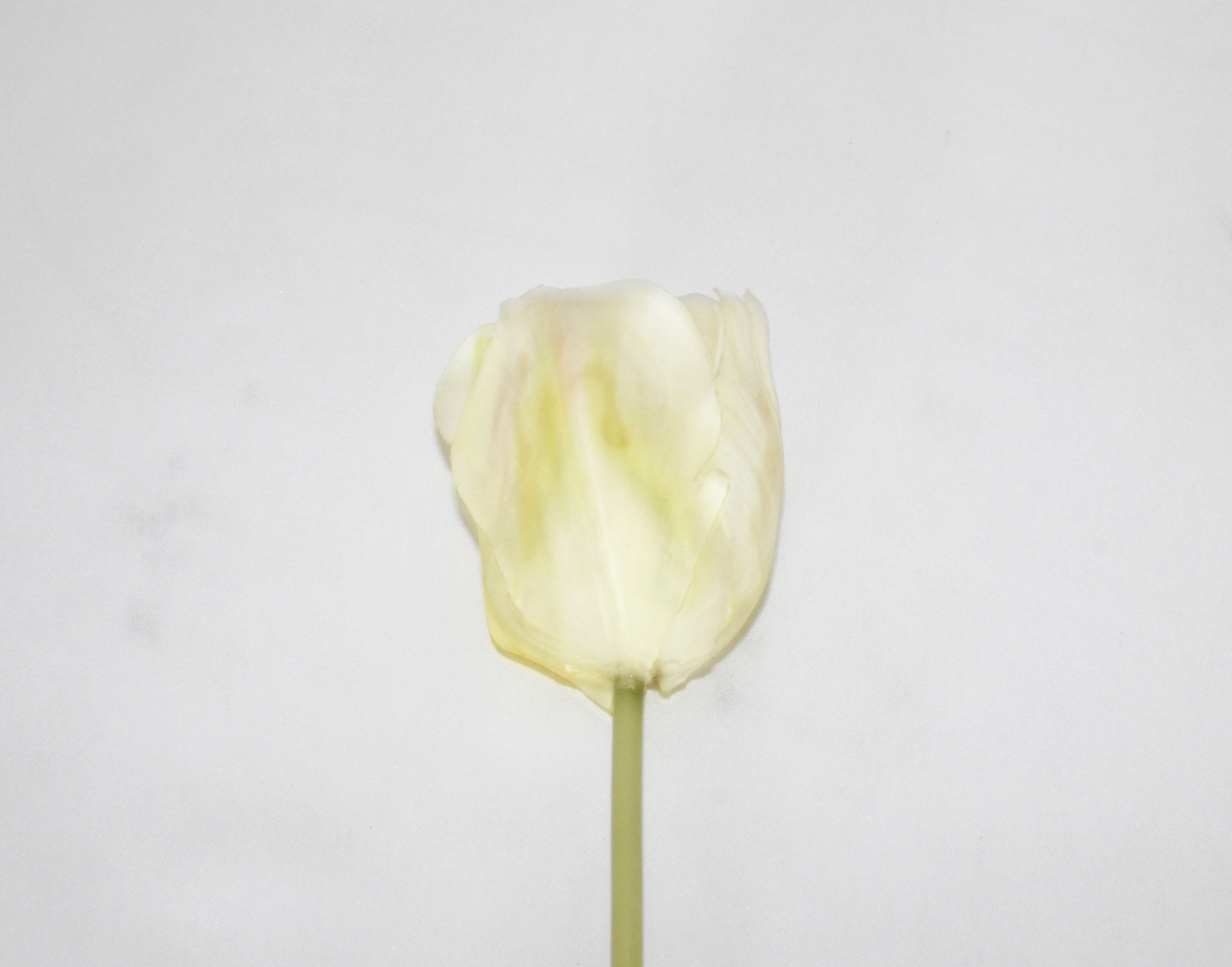 Tulpe de Luxe weiß, 83 cm