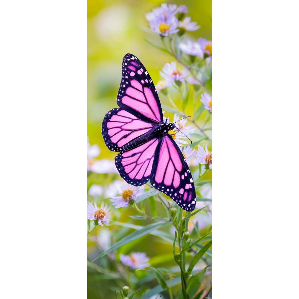 Banner Schmetterling, 75 x 180 cm