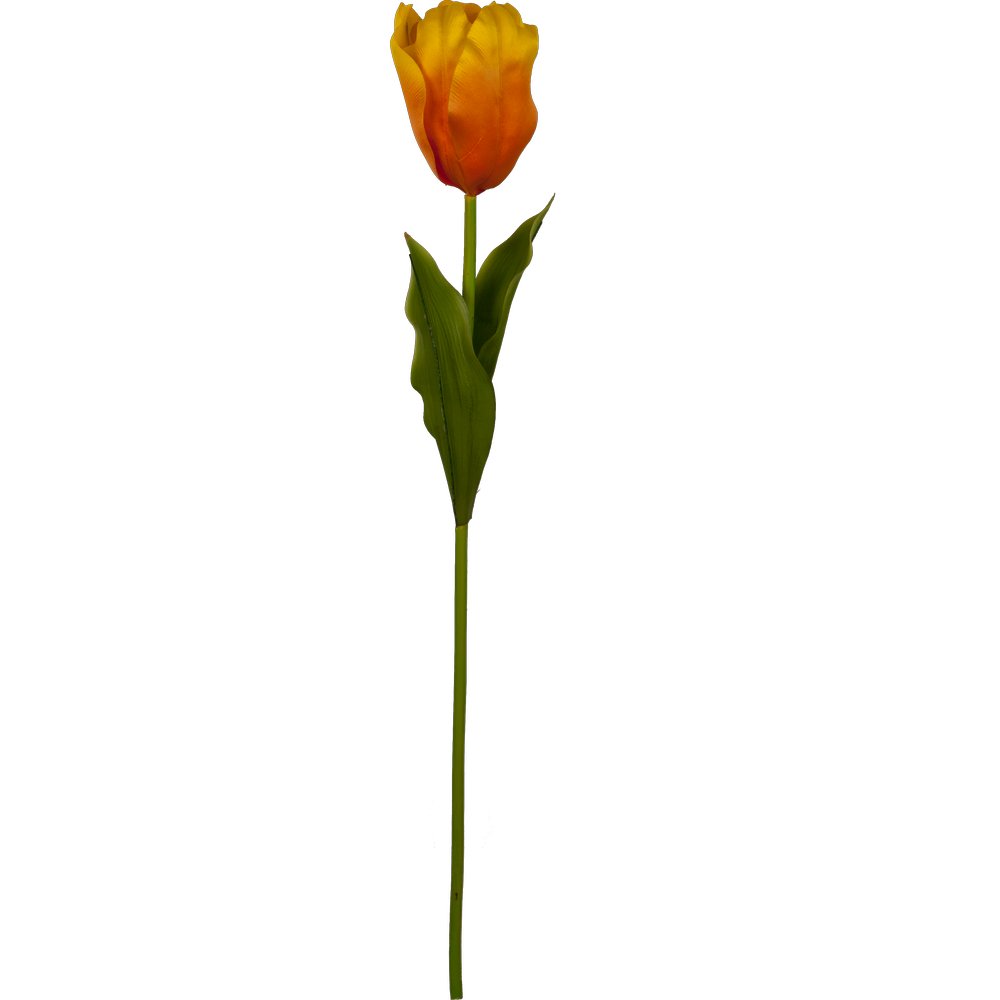 Tulpe Big gelb-orange, 85 cm