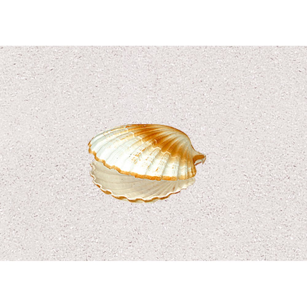 Doppelmuschel Kunststoff hell, Ø 12 cm