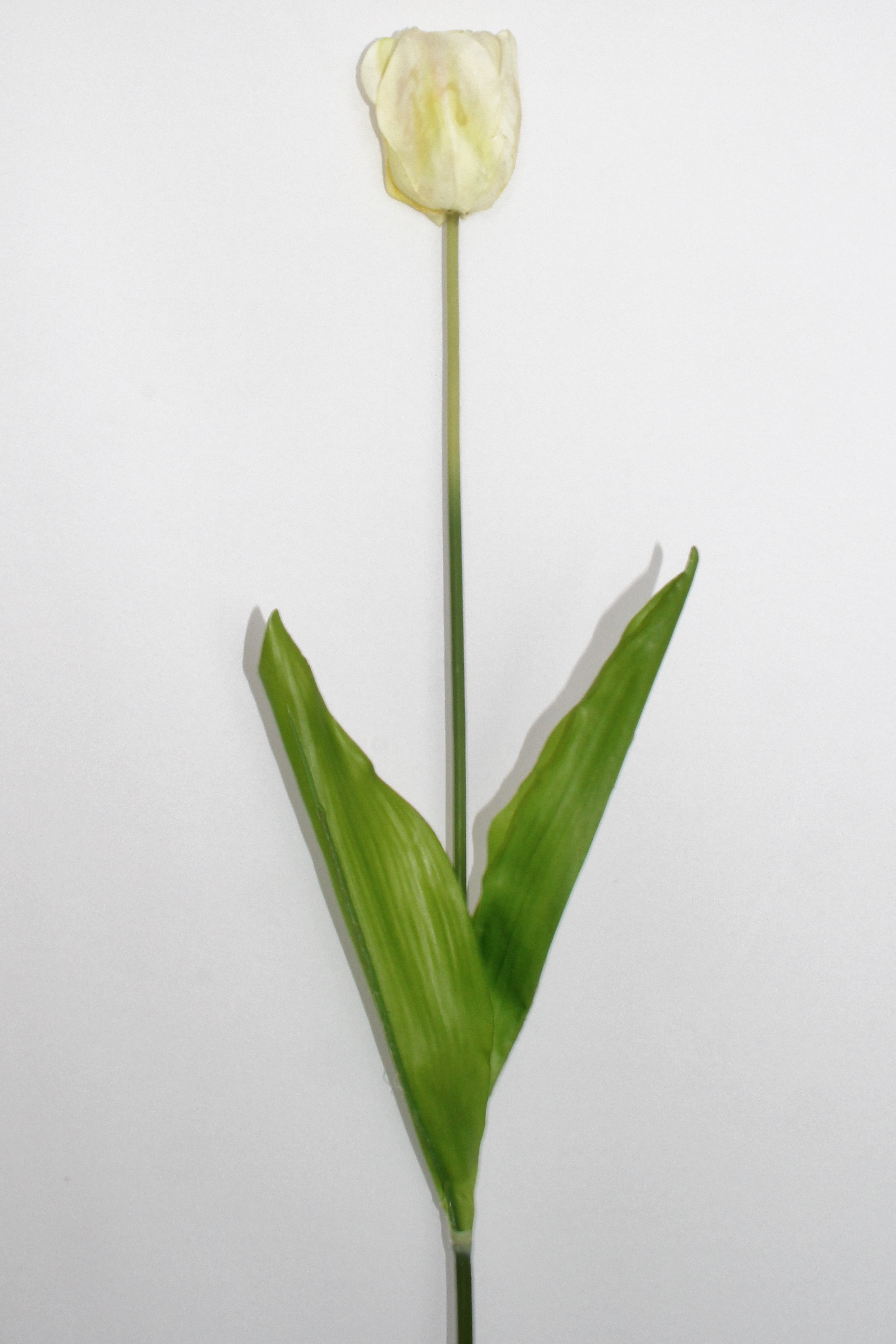 Tulpe de Luxe weiß, 83 cm