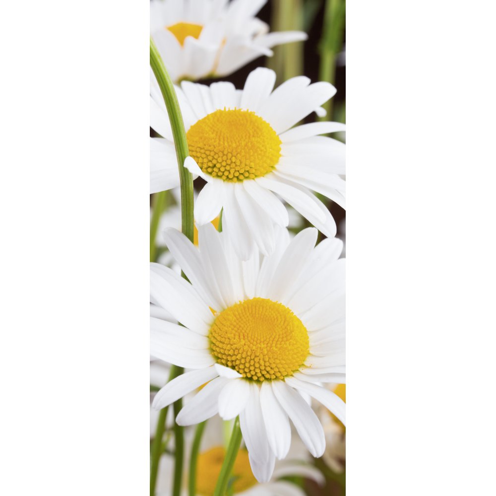 Banner Margeriten, 75 x 180 cm