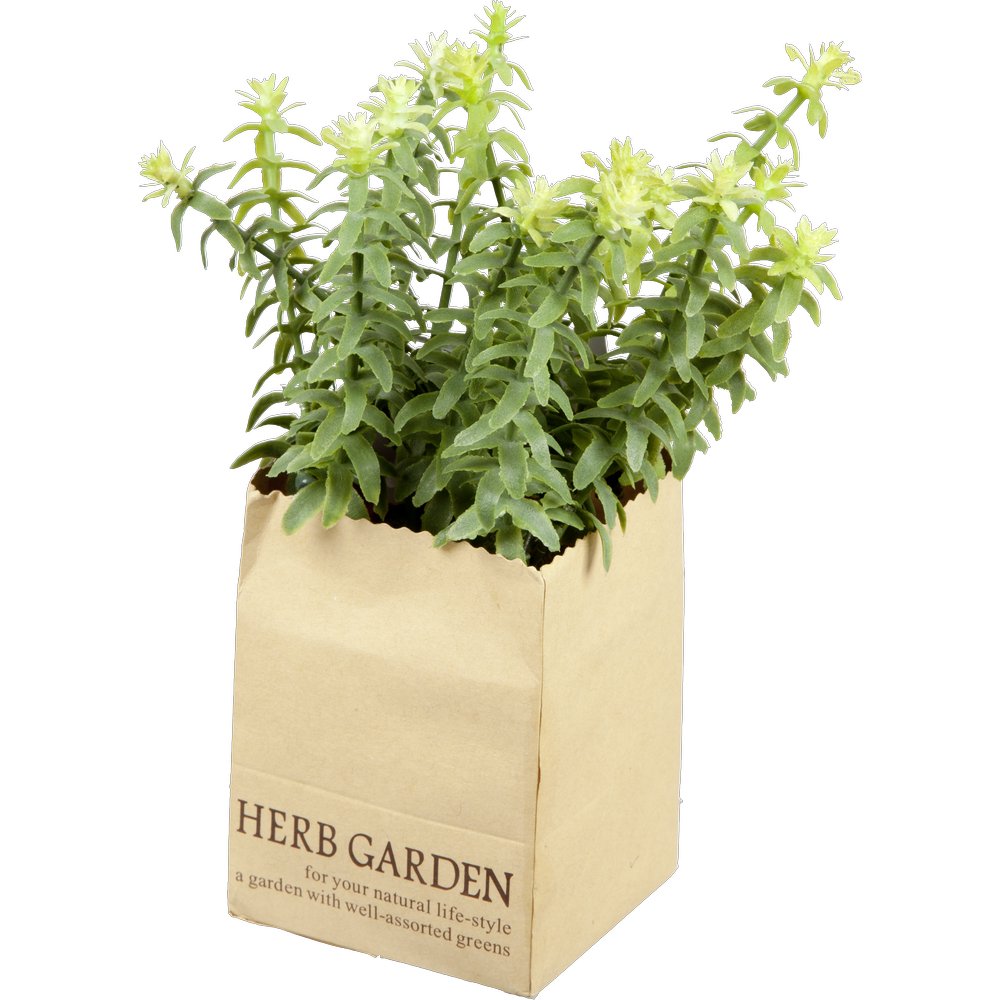 Thymian in Paperbag, 18 cm