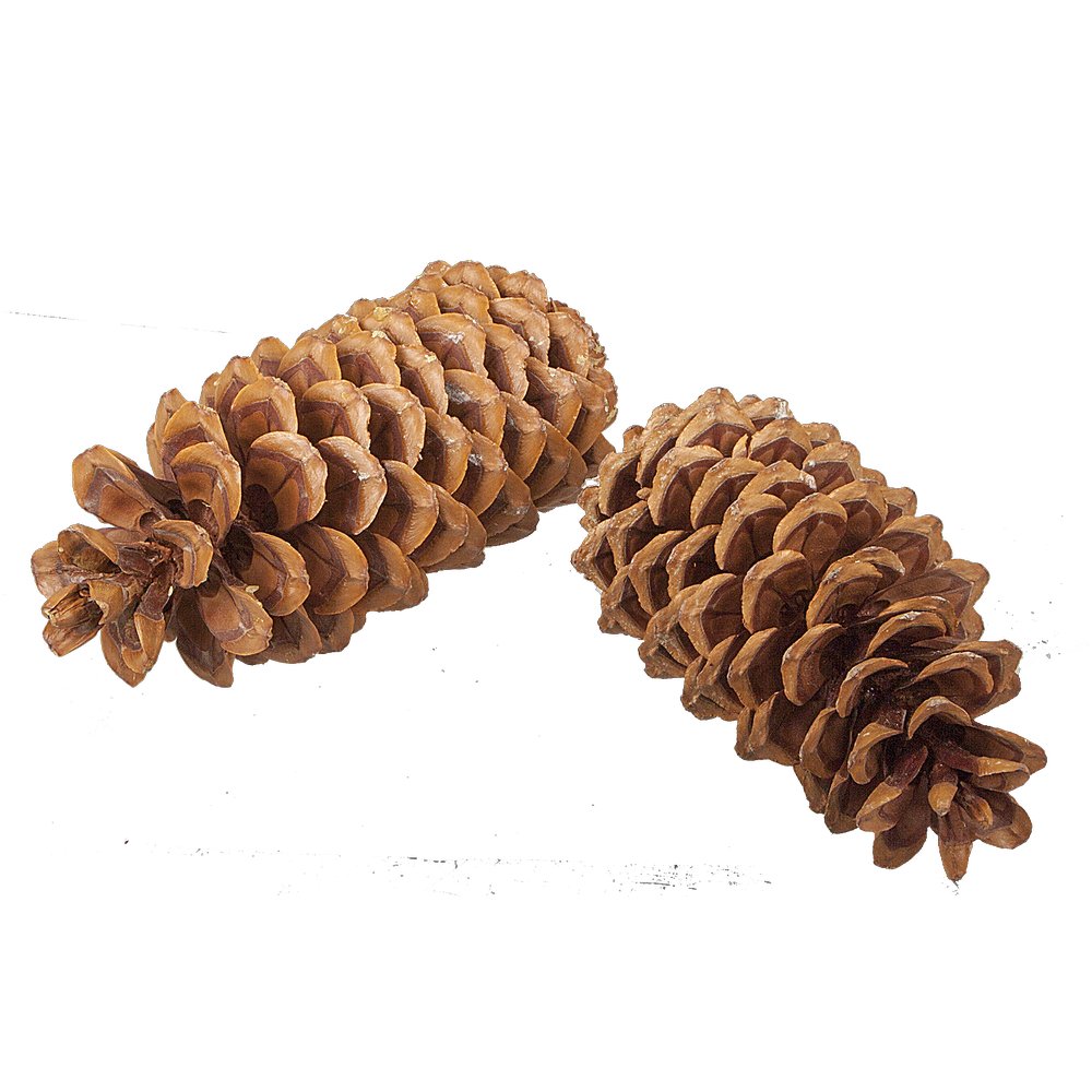 Tannenzapfen echt XL natur, 22-30 cm