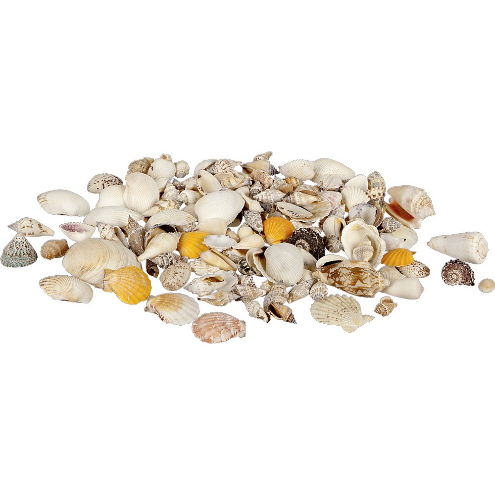Muscheln echt gemischt im Netz, 700 g, 4-8 cm