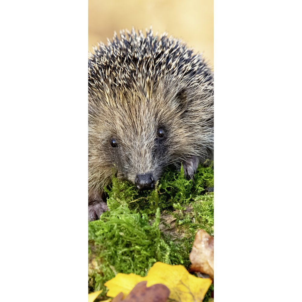 Banner Igel natur/bunt, 75 x 180 cm