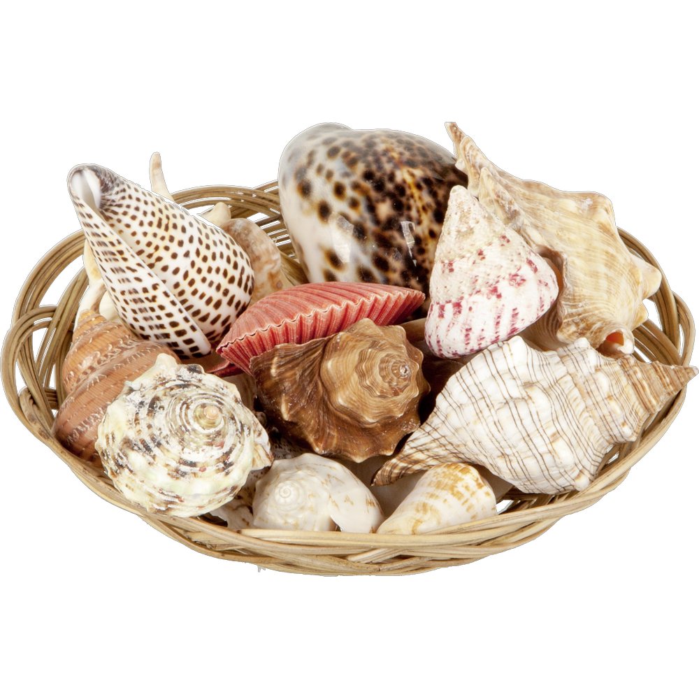 Muscheln im Korb hochwertig, 6-8 cm