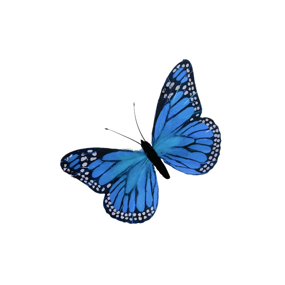 Schmetterling aus Federn blau B 16 cm, H 11