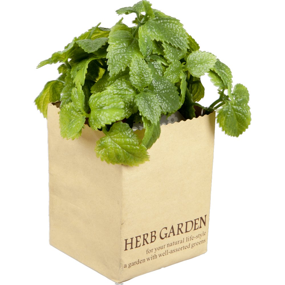 Minze in Paperbag, 14 cm