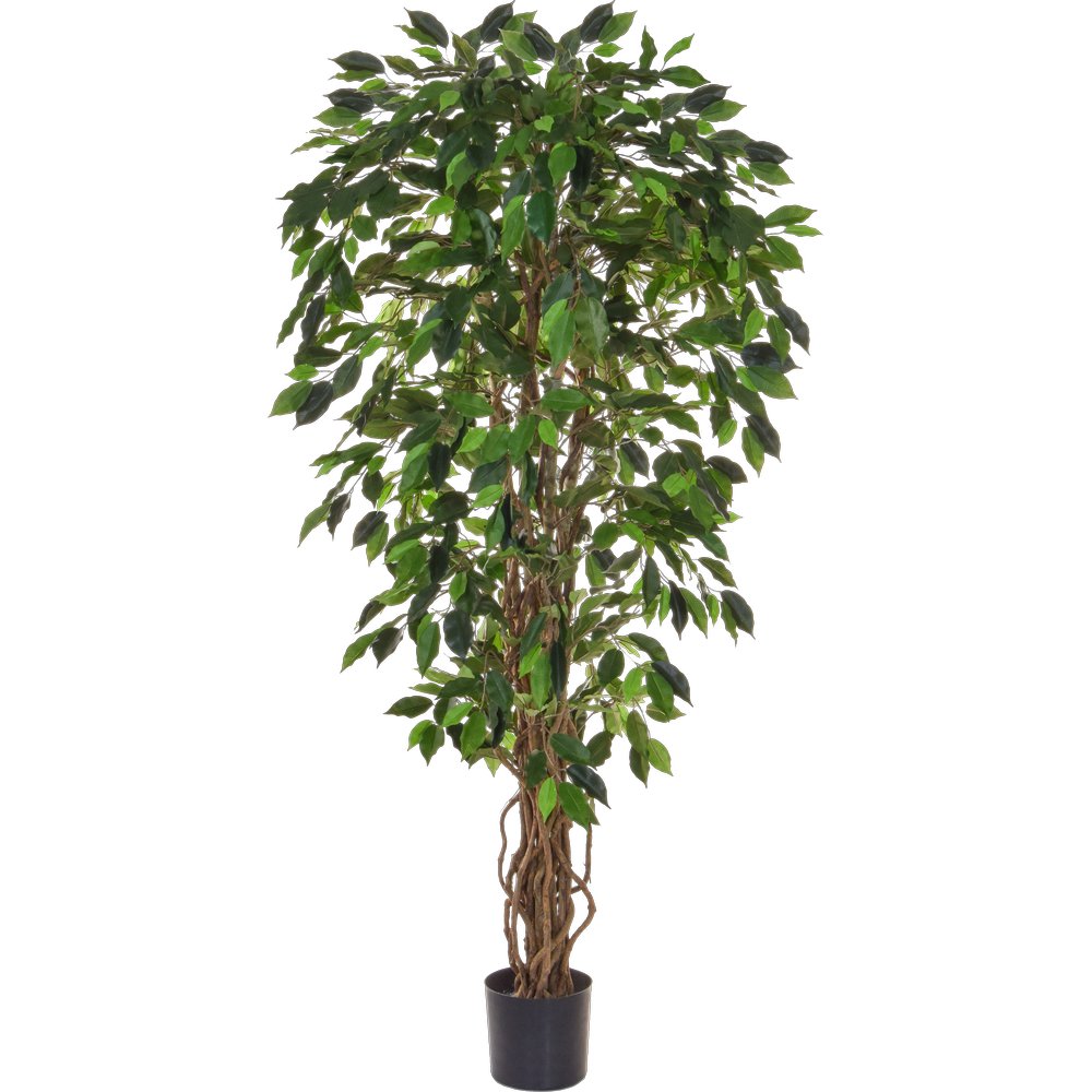 Ficus Benjamini getopft B1 grün, 150 cm