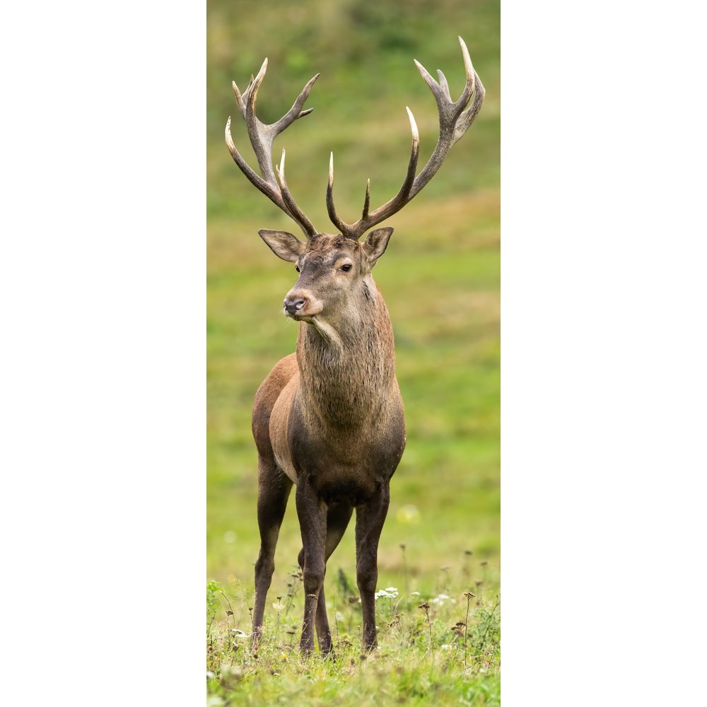 Banner Hirsch natur, 75 x 180 cm