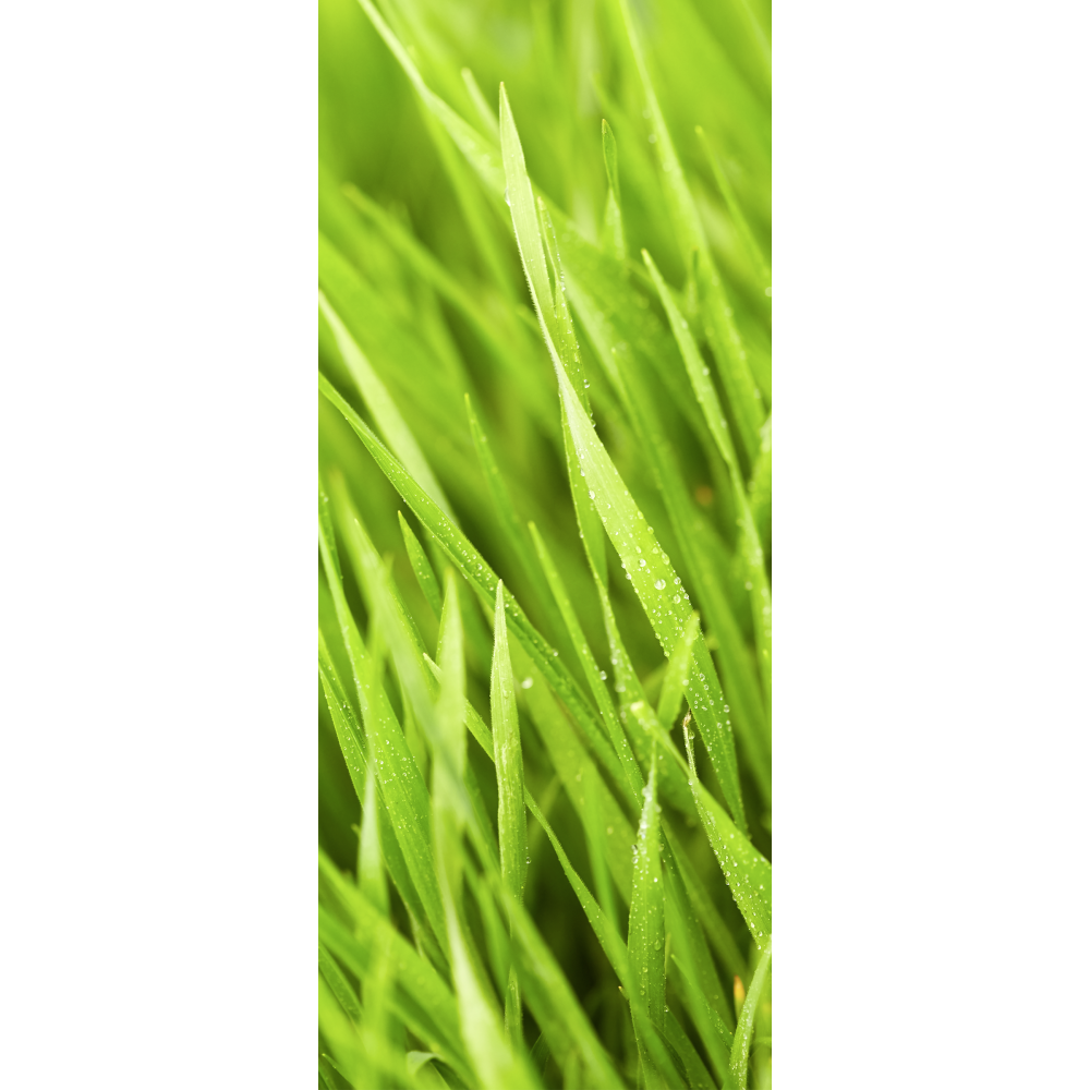 Banner Grashalme, 75 x 180 cm