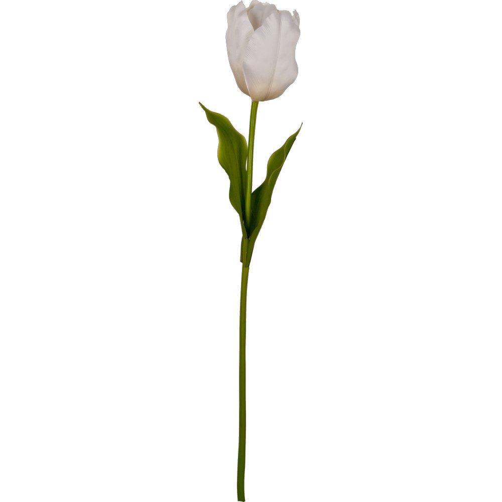 Tulpe Big weiß, 85 cm