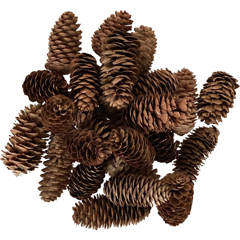 Tannenzapfen im Netz natur,200 g